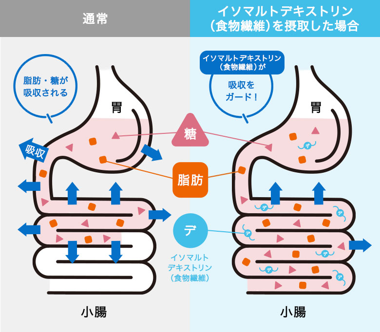 イイソマルトデキストリン(食物繊維)を摂取した場合と通常時の小腸の比較